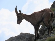 62 Stambecco in posizione acrobatica sulle rocce